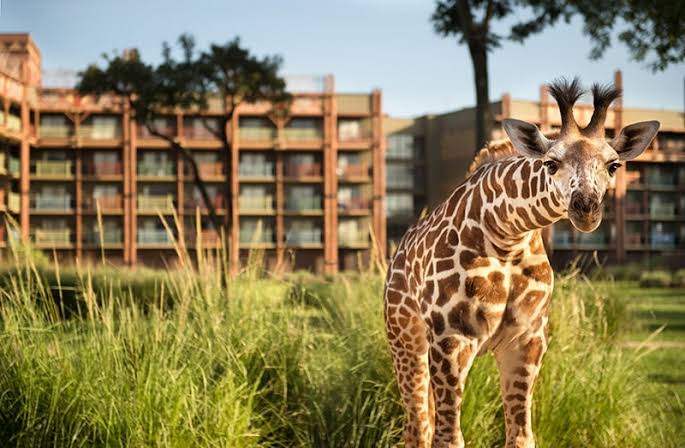 Giraffe on the savanna at Disney's Animal Kingdom Lodge