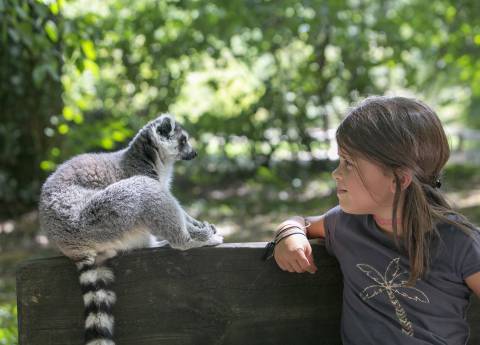 Vallee des Singes — Zoo near Futuroscope