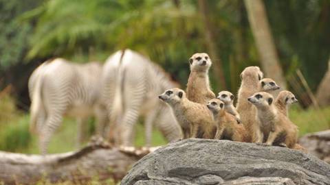 Meerkats on Gorilla Falls Exploration Trail — Disney's Animal Kingdom in Bay Lake, Florida