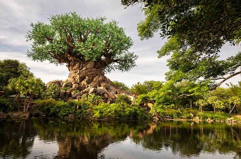 The Tree of Life Across Discovery River — Disney's Animal Kingdom in Bay Lake, Florida