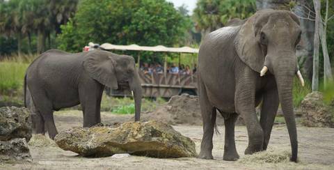 African Elephants Along Kilimanjaro Safaris — Disney's Animal Kingdom in Bay Lake, Florida