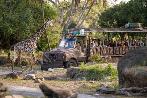Giraffe Encounter on Kilimanjaro Safaris — Disney's Animal Kingdom in Bay Lake, Florida