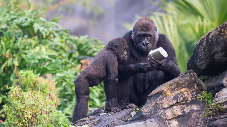 Gorilla Falls Exploration Trail walkthrough at Disney's Animal Kingdom