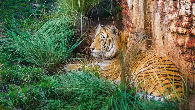 Maharajah Jungle Trek walkthrough at Disney's Animal Kingdom