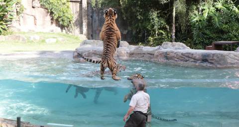 Tiger Island Presentation at Dreamworld