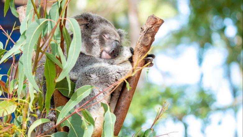 Corroboree Wildlife Walk at Dreamworld