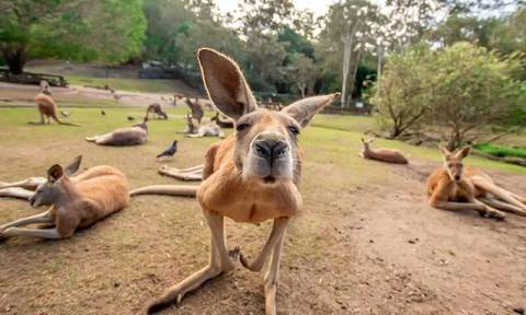 Currumbin Wildlife Sanctuary — Zoo near Dreamworld