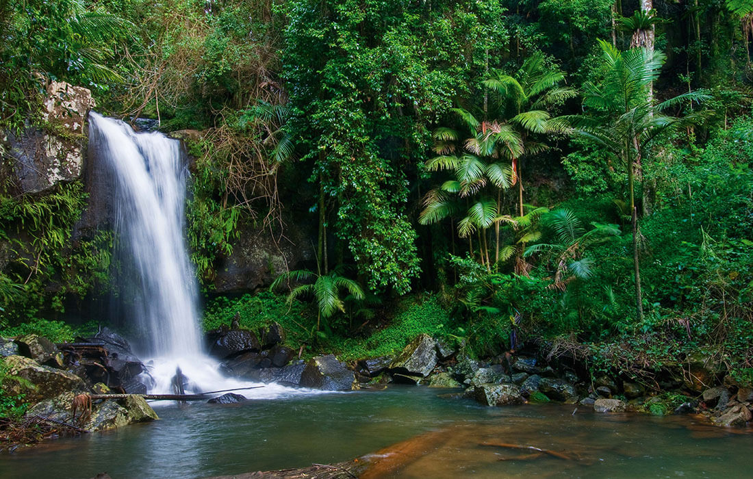Tamborine Mountain Rainforest, a nature near the park