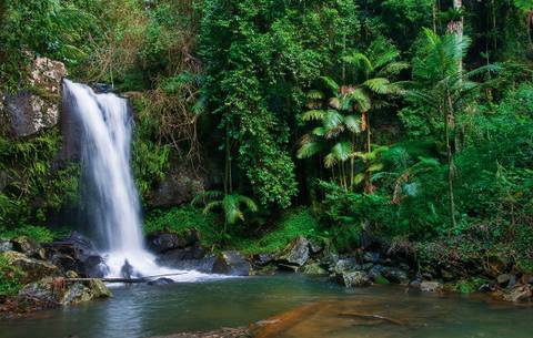 Tamborine Mountain Rainforest — Nature near Dreamworld