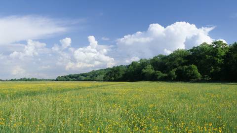Runnymede Meadows — Nature near Thorpe Park