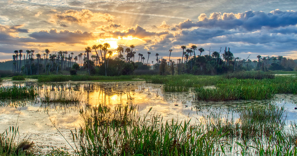 Orlando Wetlands Park, a nature near the park