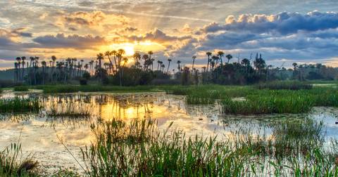 Orlando Wetlands Park — Nature near EPCOT