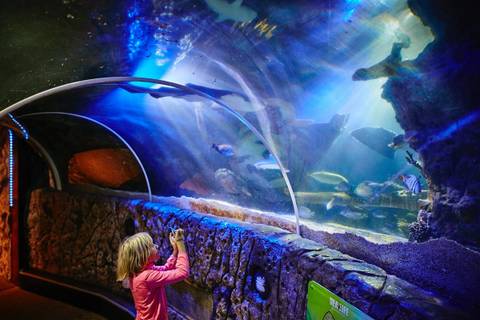 Sea Life Blankenberge — Aquarium near Plopsaland De Panne