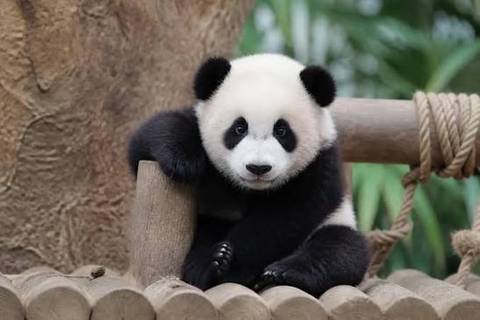Giant Panda Cub at Panda World — Everland in Yongin, Gyeonggi