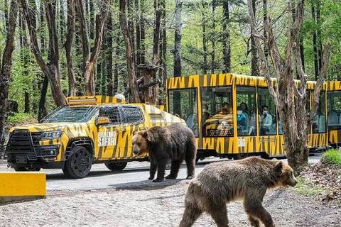 Safari World Tour Tram with Brown Bears — Everland in Yongin, Gyeonggi