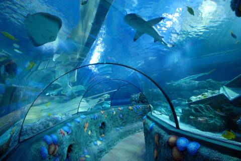 Gardaland SEA LIFE Aquarium — Aquarium near Gardaland