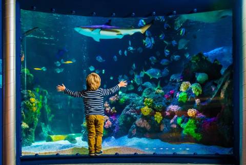 Sea Life Oberhausen — Aquarium near Movie Park Germany
