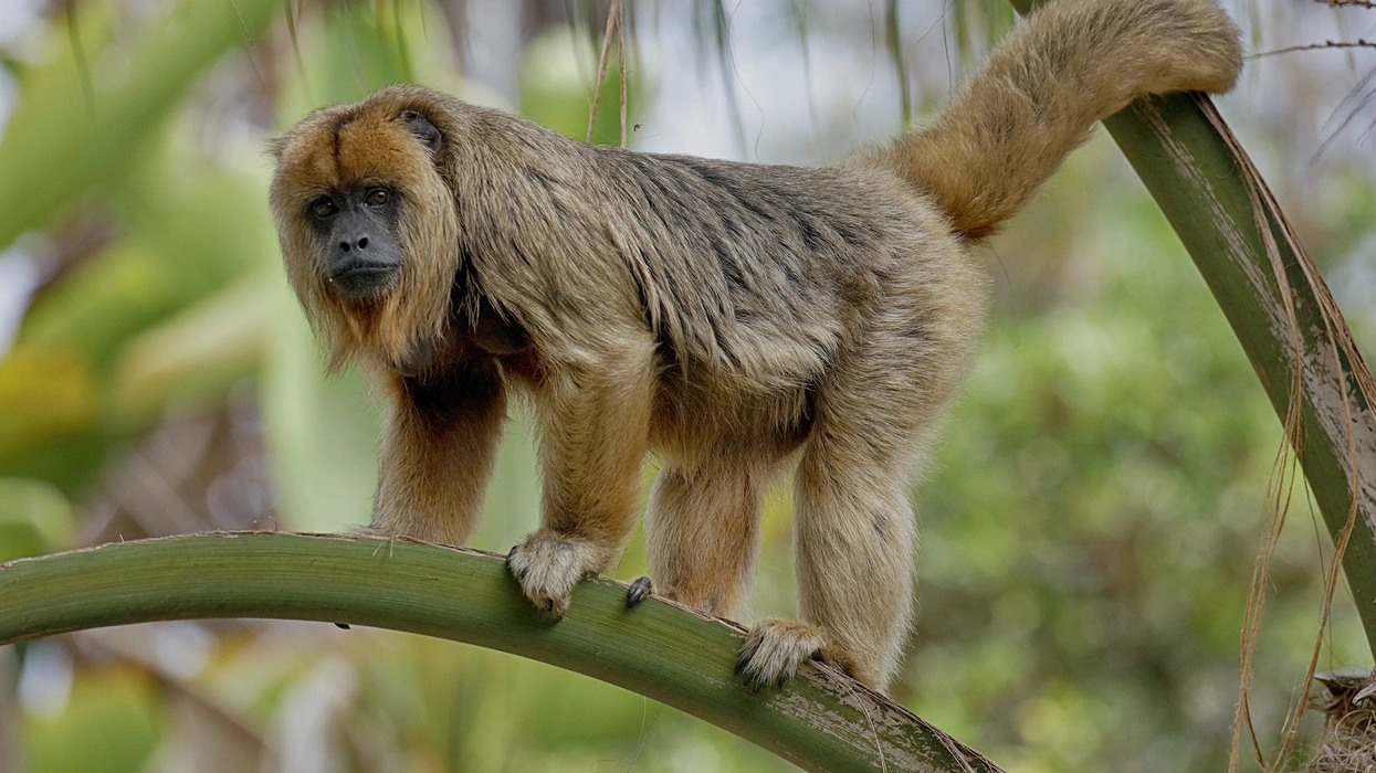 Santa Ana Zoo, a zoo near the park