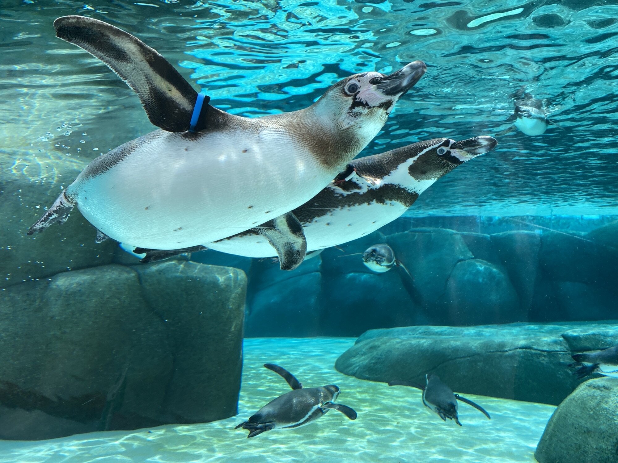 Tennoji Zoo, a zoo near the park