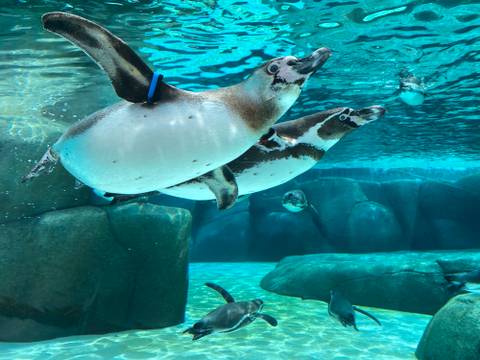 Tennoji Zoo — Zoo near Universal Studios Japan