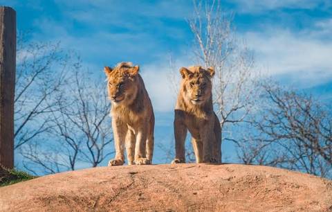 African Lions at Edge of Africa — Busch Gardens Tampa Bay in Tampa