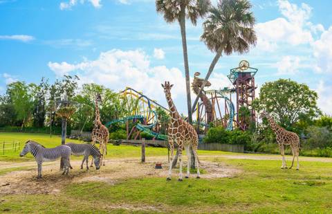 Giraffes on the Serengeti Plain with Cobra's Curse — Busch Gardens Tampa Bay in Tampa