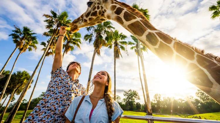 Serengeti Safari Tour at Busch Gardens Tampa Bay