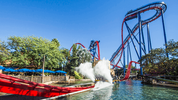 SheiKra at Busch Gardens Tampa Bay