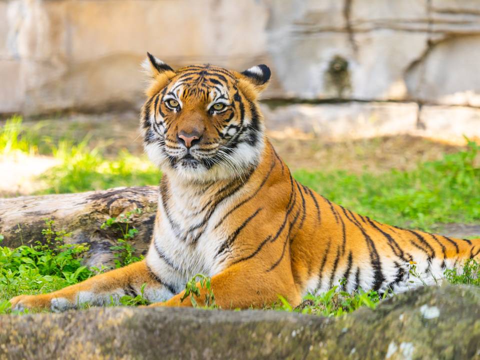 Tiger Trail at Busch Gardens Tampa Bay