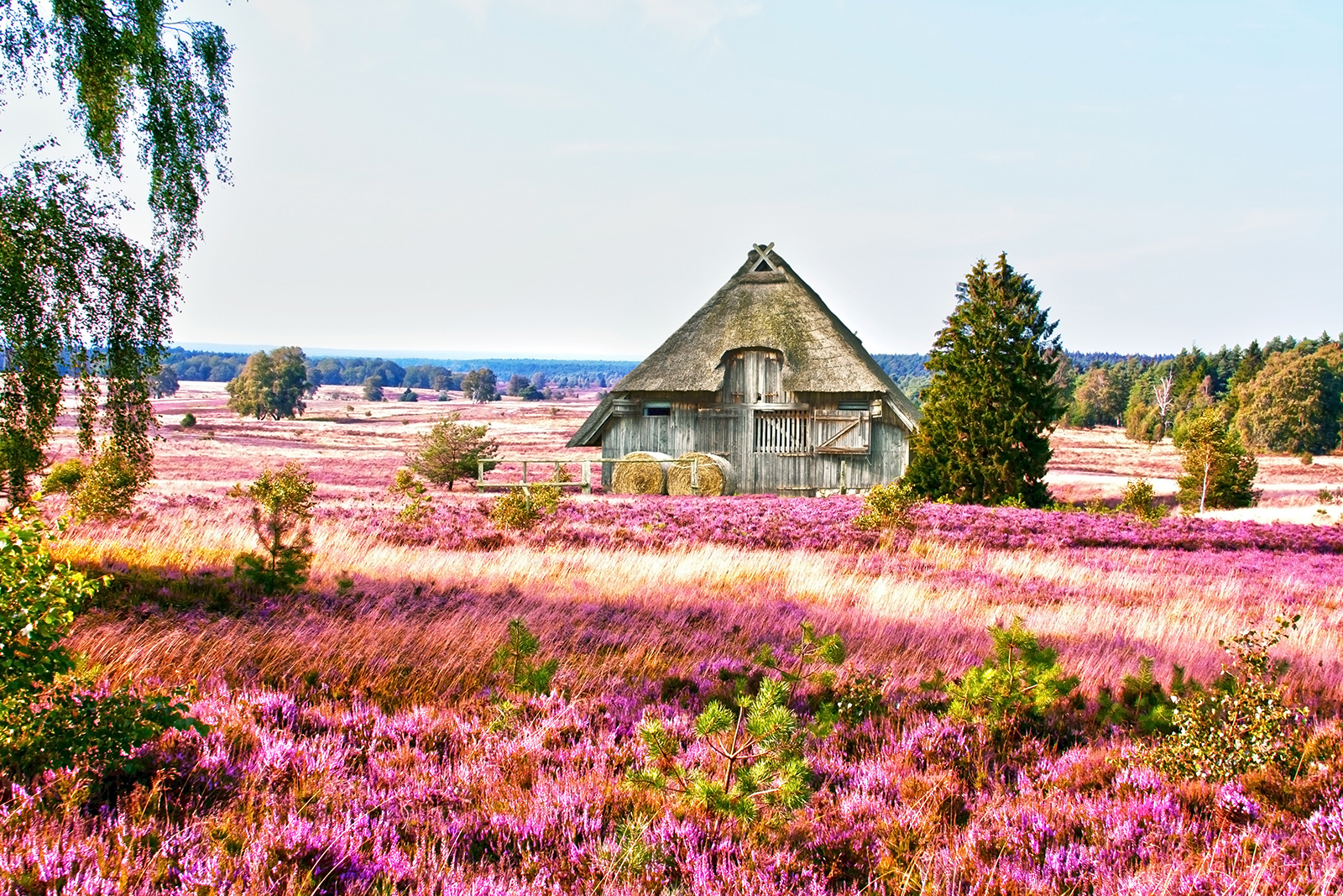 Lüneburg Heath Nature Reserve, a nature near the park
