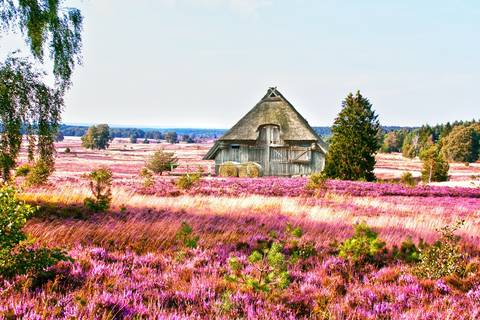 Lüneburg Heath Nature Reserve — Nature near Heide Park Resort