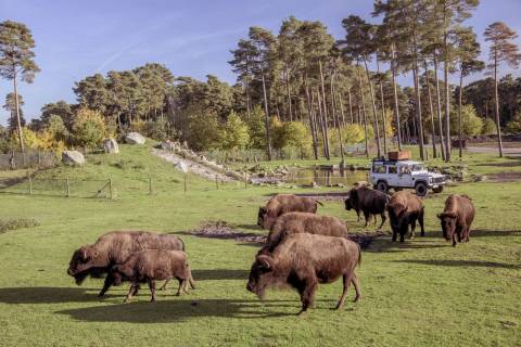 Serengeti-Park Hodenhagen — Zoo near Heide Park Resort