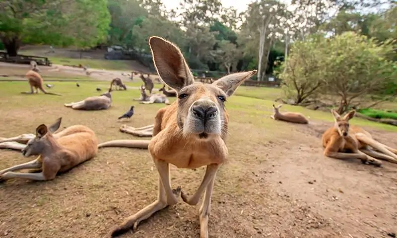 Currumbin Wildlife Sanctuary, a zoo near the park