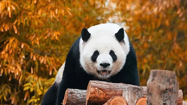 Beijing Zoo, a zoo near the park