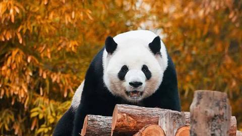 Beijing Zoo — Zoo near Universal Studios Beijing