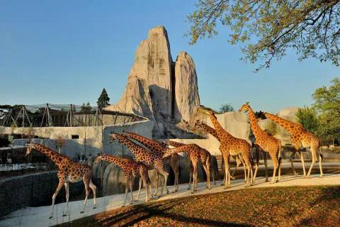 Parc Zoologique de Paris — Zoo near Disneyland Park (Paris)