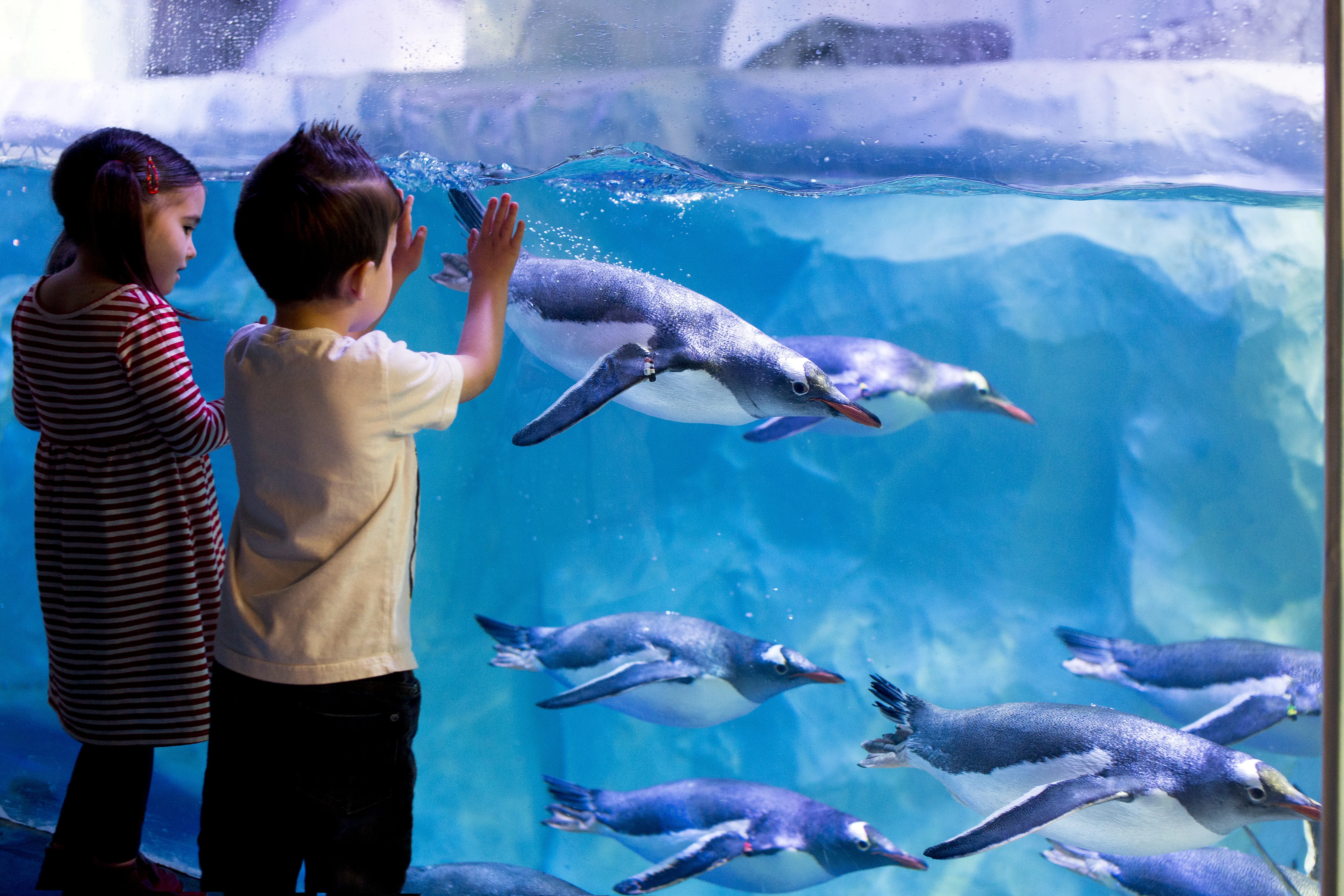 Sea Life Paris Val d'Europe, a aquarium near the park