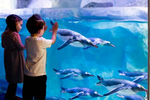 Sea Life Paris Val d'Europe — Aquarium near Disneyland Park (Paris)