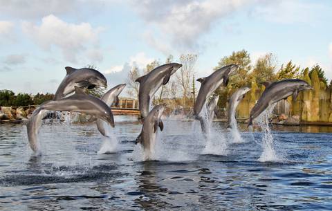 Dolfinarium Harderwijk — Aquarium near Walibi Holland