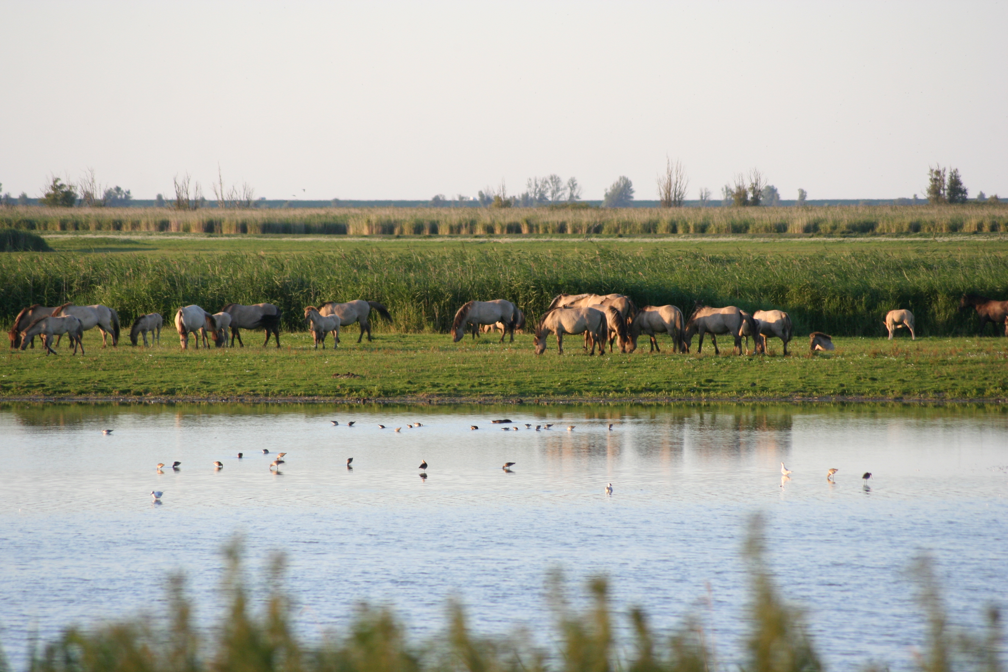 Oostvaardersplassen, a nature near the park