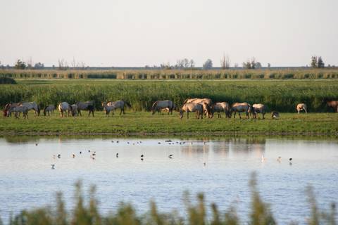 Oostvaardersplassen — Nature near Walibi Holland