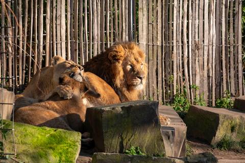 Kölner Zoo — Zoo near Phantasialand