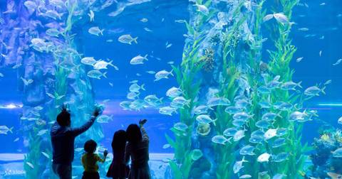 Lotte World Aquarium — Aquarium near Lotte World