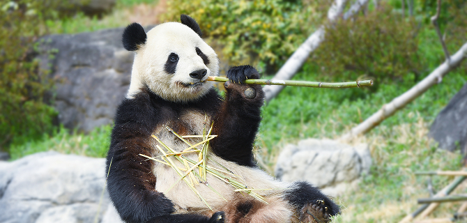 Ueno Zoo, a zoo near the park
