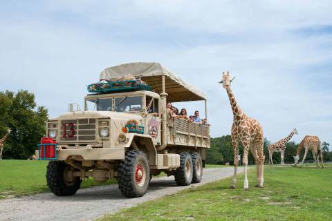 Giraffe Encounter on Safari Off Road Adventure — Six Flags Great Adventure in Jackson