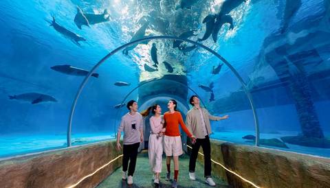 Underwater Seal Viewing Tunnel at North Pole Encounter — Ocean Park Hong Kong in Aberdeen, Hong Kong