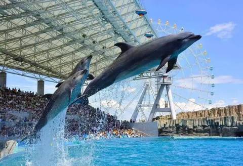 Dolphins Leaping at Ocean Theatre — Ocean Park Hong Kong in Aberdeen, Hong Kong