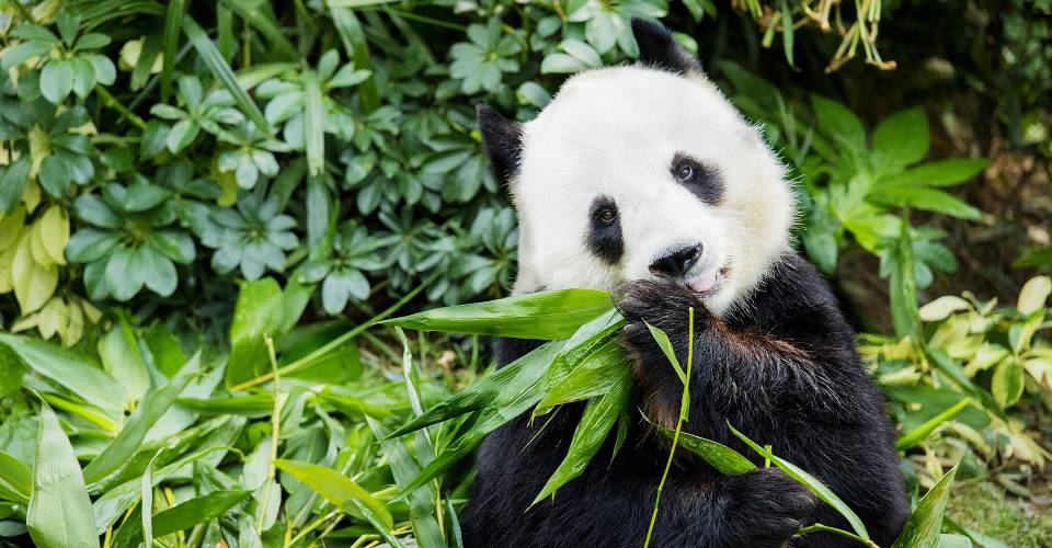 Giant Panda Adventure at Ocean Park Hong Kong