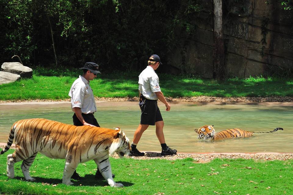 Tiger Island exhibit at Dreamworld